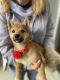 Shiba Inu Puppies for sale in Denver, CO 80203, USA. price: $1,000