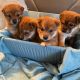 Shiba Inu Puppies for sale in Evergreen Park, IL 60805, USA. price: NA