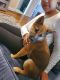 Shiba Inu Puppies for sale in Milford, CT 06460, USA. price: NA