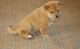 Sweet Shiba Inu Puppies For home for sale