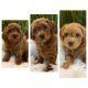 Shih-Poo Puppies for sale in Mansfield, OH, USA. price: NA