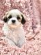 Shih-Poo Puppies for sale in Thornton, CO 80602, USA. price: NA