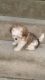 Shih-Poo Puppies for sale in Shreveport-Bossier City, LA, LA, USA. price: $650