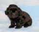 Shih-Poo Puppies for sale in Canton, OH, USA. price: $1,250