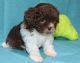 Shih-Poo Puppies for sale in Canton, OH, USA. price: $1,500