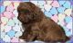 Shih-Poo Puppies for sale in Canton, OH, USA. price: $1,450