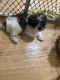 Shih-Poo Puppies for sale in Towson, MD, USA. price: $1,500