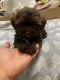 Shih-Poo Puppies for sale in Sunrise, FL, USA. price: $900