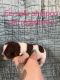 Shih-Poo Puppies for sale in Downsville, LA 71234, USA. price: $1,000