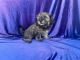 Shih-Poo Puppies for sale in Whittier, CA, USA. price: $699