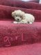 Shih-Poo Puppies for sale in Palmdale, CA, USA. price: $1,200