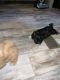 Shih-Poo Puppies for sale in Bandera, TX 78003, USA. price: NA