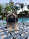Shih-Poo Puppies for sale in Porter Ranch, CA 91326, USA. price: $500