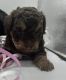 Shih-Poo Puppies for sale in Mundelein, IL, USA. price: $3,000