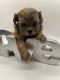 Shih-Poo Puppies for sale in Frederick, MD, USA. price: NA
