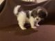 Shih-Poo Puppies for sale in Potomac, MD, USA. price: NA