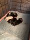Shih-Poo Puppies for sale in Chicago, IL, USA. price: $900
