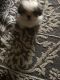 Shih-Poo Puppies for sale in Lawrenceville, GA, USA. price: $800