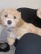 Shih-Poo Puppies for sale in Fort Lauderdale, FL, USA. price: $1,100