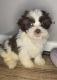Shih-Poo Puppies for sale in Glen Burnie, MD, USA. price: $850