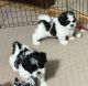 Shih-Poo Puppies for sale in Gloucester, VA 23061, USA. price: $1,000