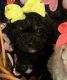 Shih-Poo Puppies for sale in Greenville, TX, USA. price: $500