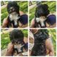 Shih-Poo Puppies for sale in Fort Washington, MD 20744, USA. price: $550