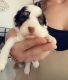 Shih-Poo Puppies for sale in Greenville, TX, USA. price: $800