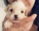 Shih-Poo Puppies for sale in Greenville, TX, USA. price: $1,200