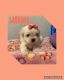 Shih-Poo Puppies for sale in Summerfield, FL 34491, USA. price: $1,300