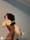 Shih-Poo Puppies for sale in Jacksonville, FL, USA. price: $900