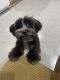 Shih-Poo Puppies for sale in Kenner, LA, USA. price: $700