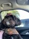 Shih-Poo Puppies for sale in Oak Forest, IL, USA. price: $500
