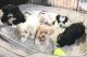 Shih-Poo Puppies for sale in Port St. Lucie, FL, USA. price: $900
