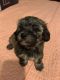 Shih-Poo Puppies for sale in South Elgin, IL, USA. price: $800