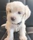 Shih-Poo Puppies for sale in Port St. Lucie, FL, USA. price: $500