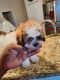 Shih-Poo Puppies for sale in Titusville, Florida. price: $1,500