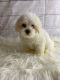 Shih-Poo Puppies for sale in Tallahassee, Florida. price: $950