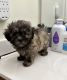 Shih-Poo Puppies for sale in Catonsville, Maryland. price: $900