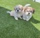 Shih-Poo Puppies for sale in Apopka, Florida. price: $600