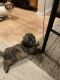Shih-Poo Puppies for sale in Edgewood, Maryland. price: $900