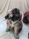 Shih-Poo Puppies for sale in Corona, California. price: $1,000