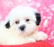 Shih-Poo Puppies for sale in Plaridel, Bulacan, Philippines. price: 6,000 PHP