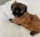 Shih-Poo Puppies for sale in Lincoln, California. price: $1,250