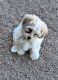 Shih-Poo Puppies for sale in Pahrump, NV, USA. price: $800
