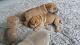 Shih-Poo Puppies for sale in Dallas, TX 75204, USA. price: NA