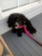 Shih-Poo Puppies for sale in New Orleans, LA, USA. price: $500