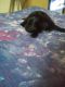 Shih-Poo Puppies for sale in 206 E Main St, Brookville, OH 45309, USA. price: NA
