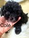 Shih-Poo Puppies for sale in Fort Lauderdale, FL 33351, USA. price: $2,250