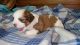 Shih-Poo Puppies for sale in Morganton, NC 28655, USA. price: NA